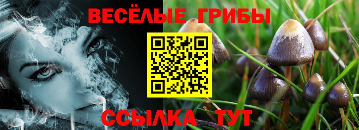 Псилоцибиновые грибы Psilocybine cubensis Семёнов